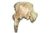 Fossil Hyaenodon Partial Skull - South Dakota #342200-7